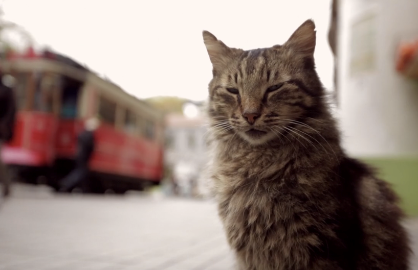 Time'ın 'En iyi 10 film' listesinde ‘Kedi’ belgeseli de var - Sayfa 2