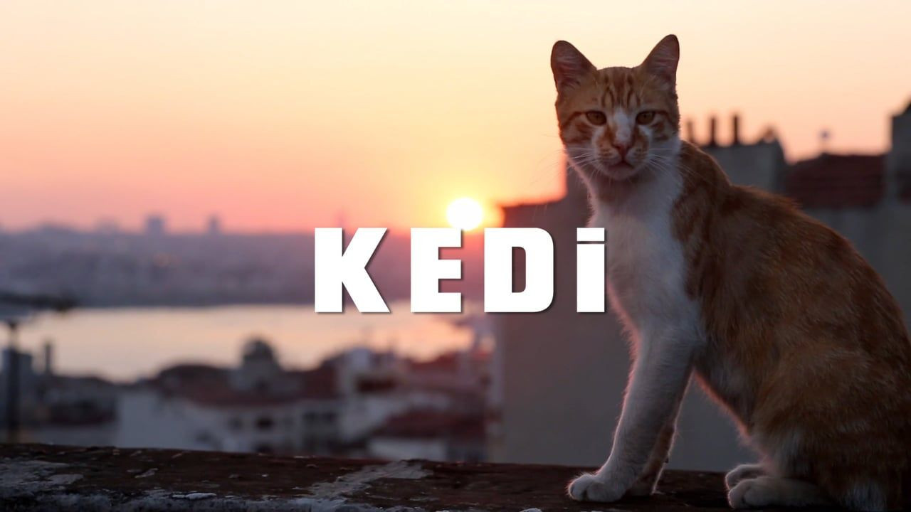 Time'ın 'En iyi 10 film' listesinde ‘Kedi’ belgeseli de var - Sayfa 9