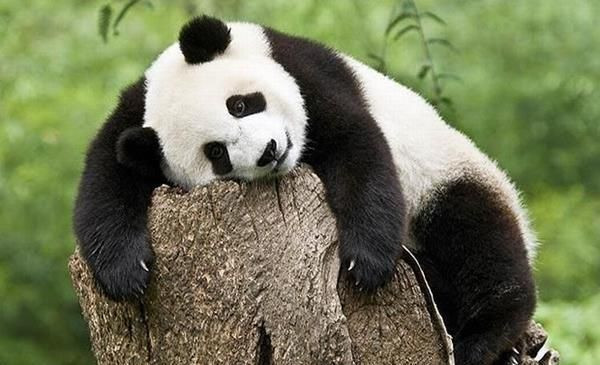 Panda dışkısından peçete ve tuvalet kağıdı üretildi - Sayfa 5