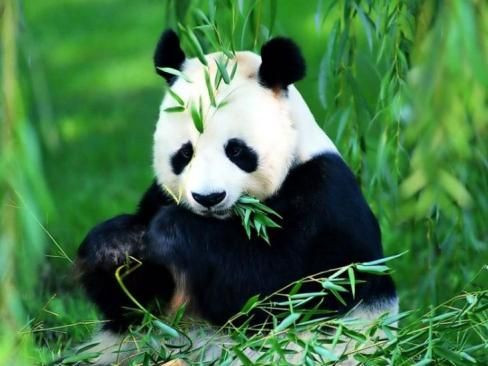 Panda dışkısından peçete ve tuvalet kağıdı üretildi - Sayfa 11