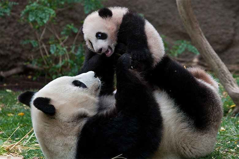 Panda dışkısından peçete ve tuvalet kağıdı üretildi - Sayfa 15