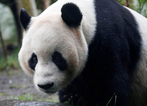 Panda dışkısından peçete ve tuvalet kağıdı üretildi - Sayfa 17