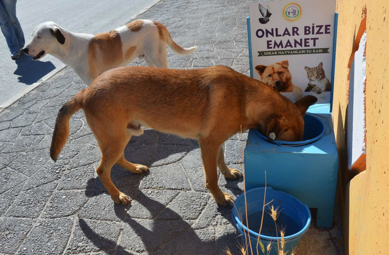 Hayvanlara işkence yapanlara hapis cezası geliyor - Sayfa 19