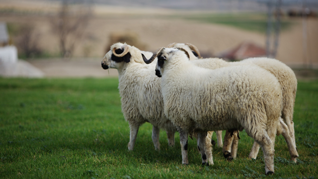 Tarım Bakanlığı köyüne dönene 300 koyun hibe ediyor. 300 koyun alma şartları neler?