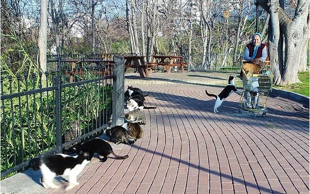 Muazzez Teyze sokak hayvanları için günde 5 km yürüyor - Sayfa 3