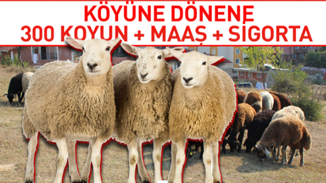 Tarım Bakanlığı köyüne dönene 300 koyun hibe ediyor - 300 koyun hibe şartları neler?