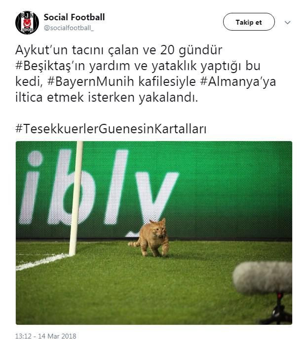 Beşiktaş-Bayern Münih maçında sahaya giren kedi - Sayfa 12