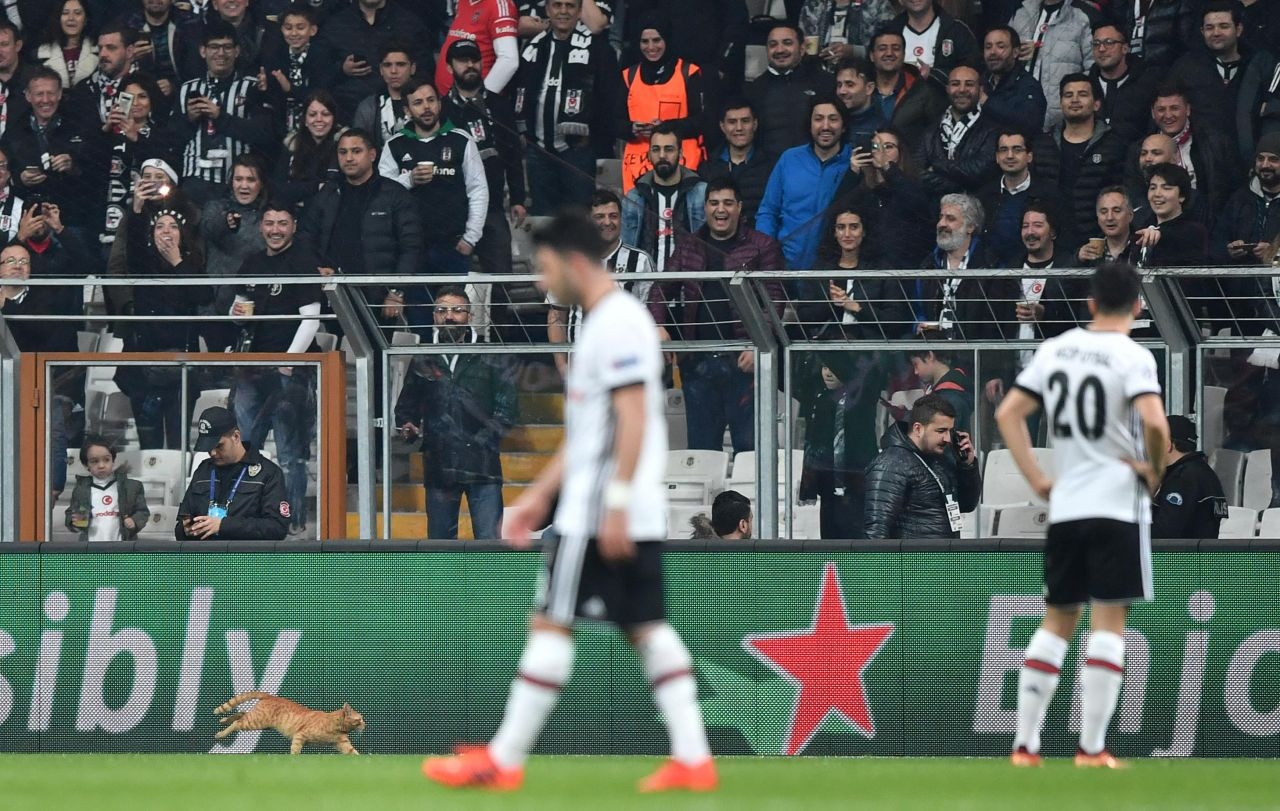 Beşiktaş-Bayern Münih maçında sahaya giren kedi - Sayfa 13