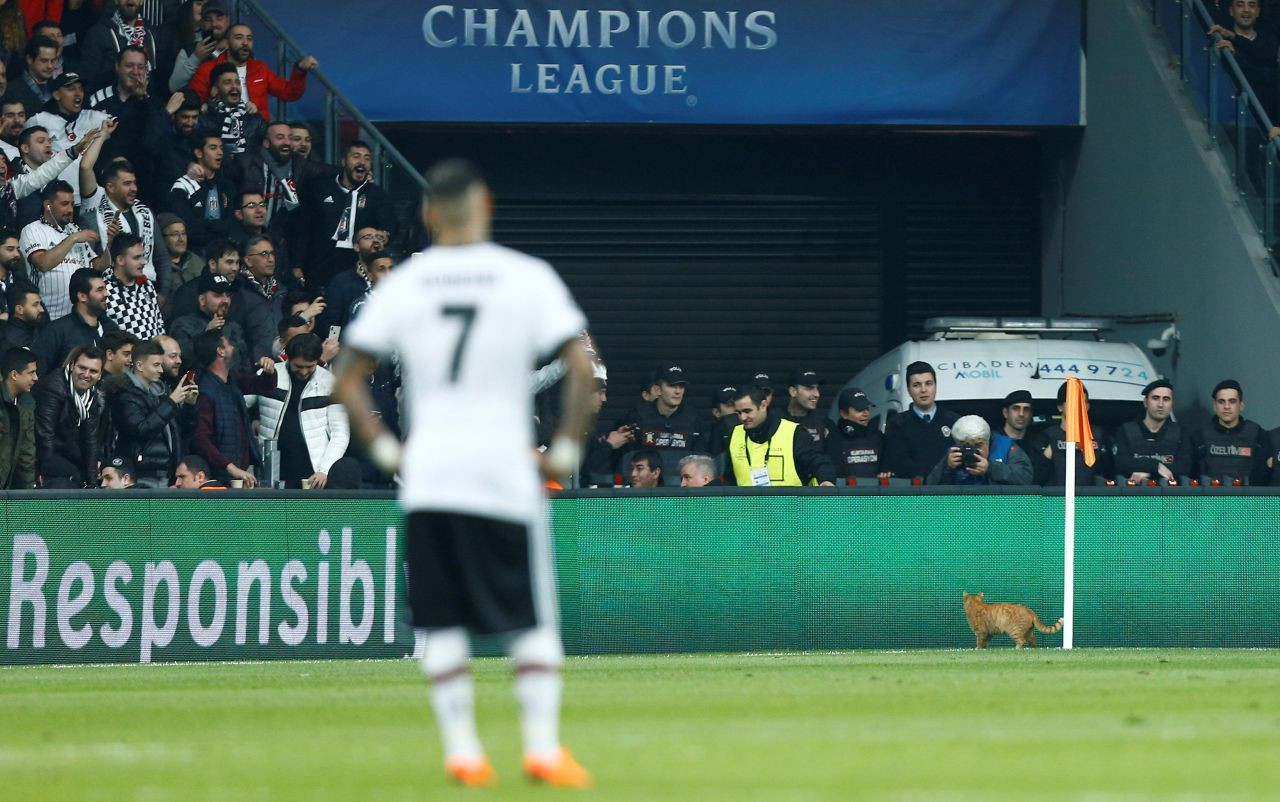 Beşiktaş-Bayern Münih maçında sahaya giren kedi - Sayfa 14