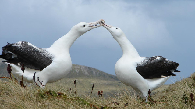 Erkenci Kuş’ta geçen Albatros kuşunun özellikleri neler?