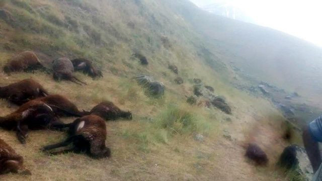 Iğdır'da 74 koyun telef oldu - Sayfa 2