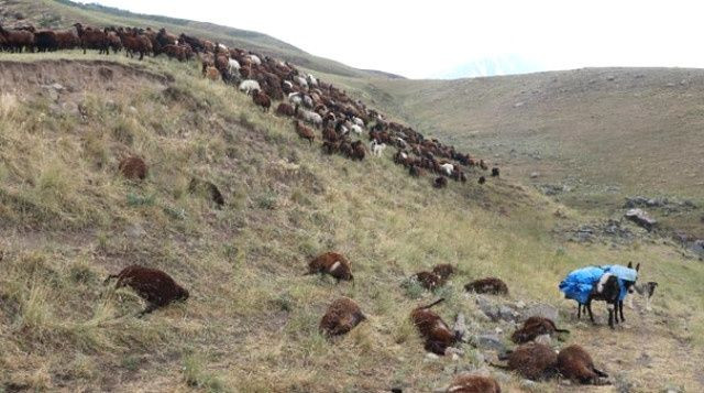 Iğdır'da 74 koyun telef oldu - Sayfa 7