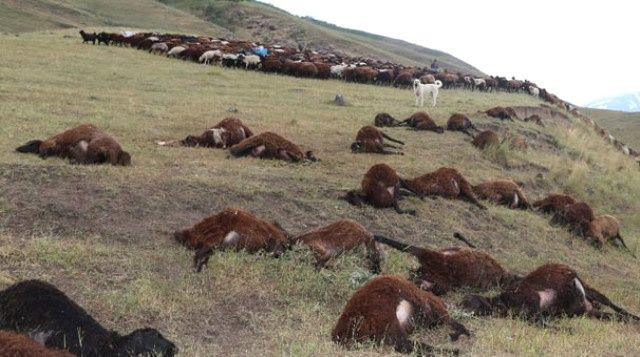 Iğdır'da 74 koyun telef oldu - Sayfa 8