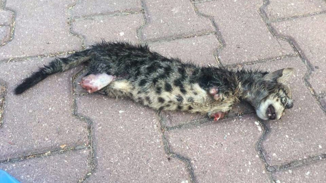 Adana’da ayakları kesilerek öldürülmüş kedi bulundu