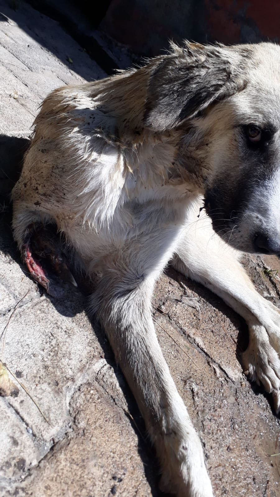 Sapanca'dan sonra Gaziantep'te yürek burkan köpek görüntüsü