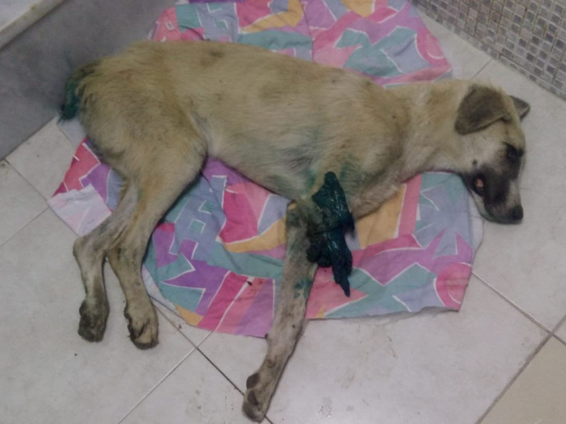 Sapanca'dan sonra Gaziantep'te yürek burkan köpek görüntüsü
