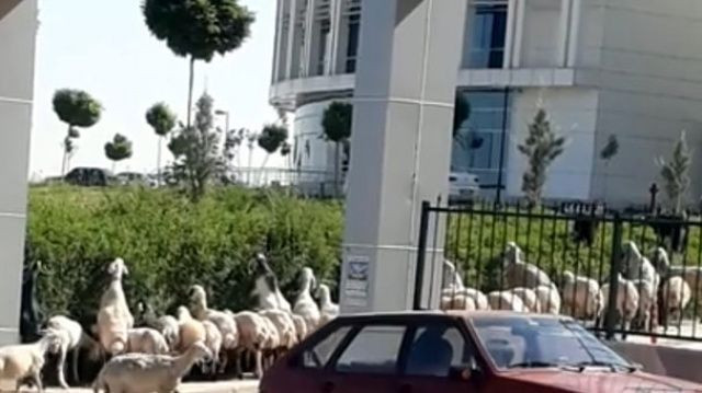 Kahramanmaraş'ta koyun sürüsü hastane bastı - Sayfa 1