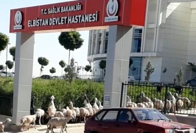 Kahramanmaraş'ta koyun sürüsü hastane bastı - Sayfa 5