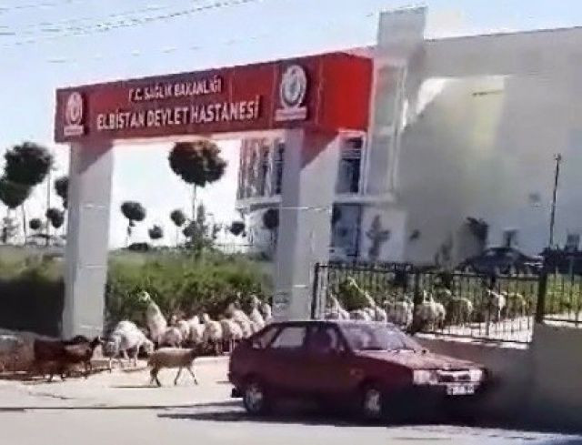 Kahramanmaraş'ta koyun sürüsü hastane bastı - Sayfa 7