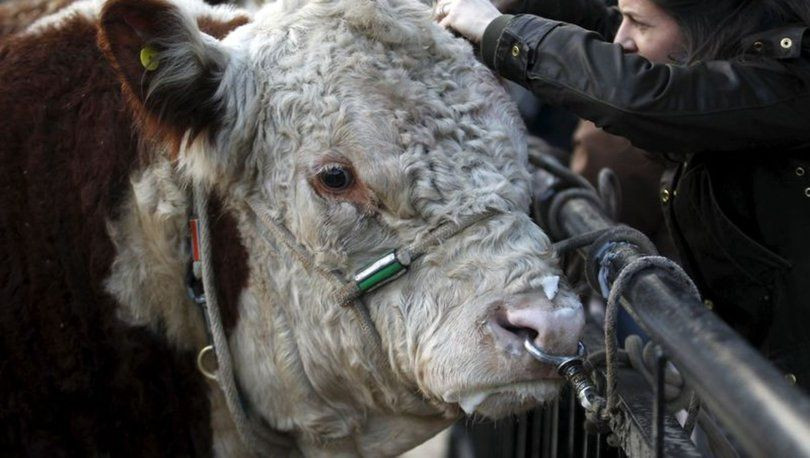 Türkiye boğa spermi ithal edecek - Sayfa 5