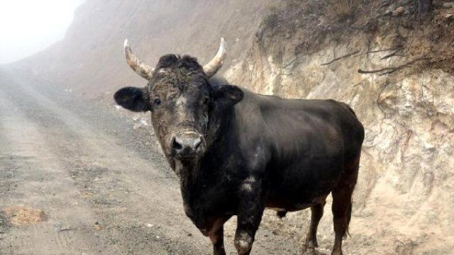 Türkiye boğa spermi ithal edecek - Sayfa 9