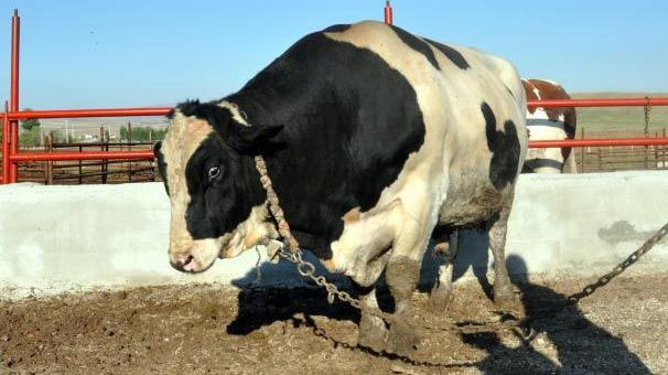 Türkiye boğa spermi ithal edecek - Sayfa 20