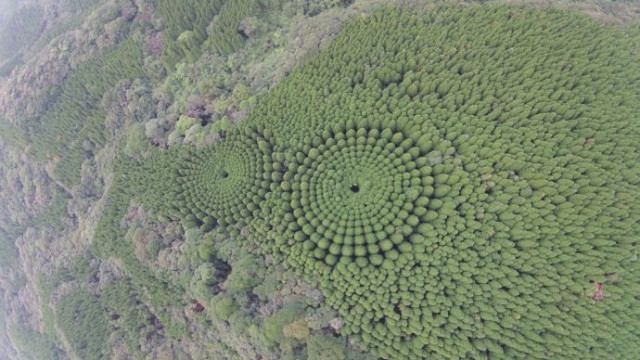 Japonya'daki çember şeklindeki ağaçlar şaşkınlık yarattı