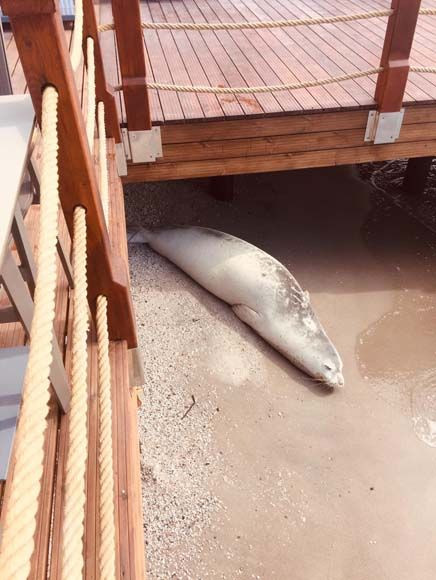 Bodrum'da görüldü! Kesinlikle yakınına gidilmemeli, dokunulmamalı - Sayfa 12