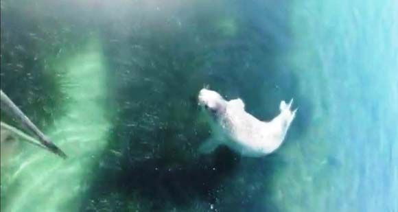 Bodrum'da görüldü! Kesinlikle yakınına gidilmemeli, dokunulmamalı - Sayfa 4