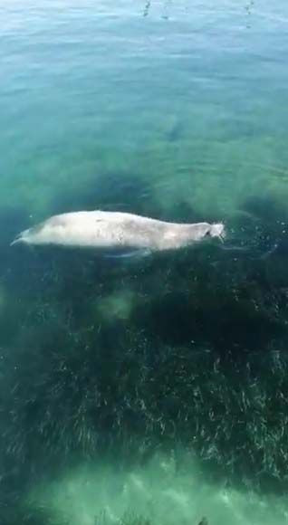 Bodrum'da görüldü! Kesinlikle yakınına gidilmemeli, dokunulmamalı - Sayfa 9