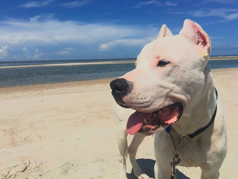 Kedi ve köpekleri cesedini yedi - Sayfa 5