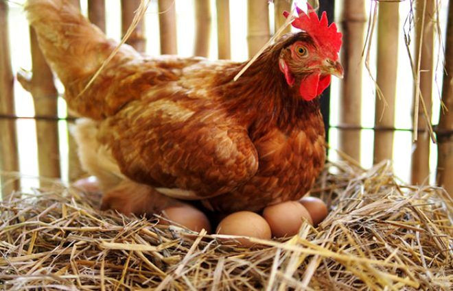 Yumurta alırken bu koda dikkat!3 numara yazıyorsa bir kez daha düşünün - Sayfa 5