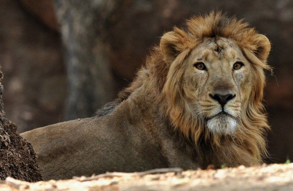 Hindistan’da Covid hayvanlara sıçradı! Sekiz aslan virüse yakalandı - Sayfa 1