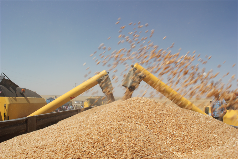 Uzmanlardan buğday krizi uyarısı: Kuraklık 'Türkiye'nin tahıl ambarı'nı vurdu - Sayfa 1