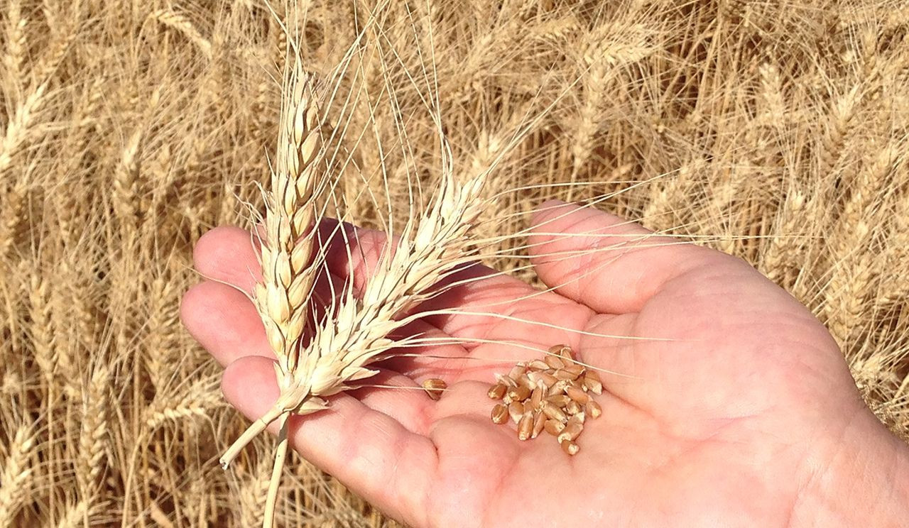 Uzmanlardan buğday krizi uyarısı: Kuraklık 'Türkiye'nin tahıl ambarı'nı vurdu - Sayfa 2