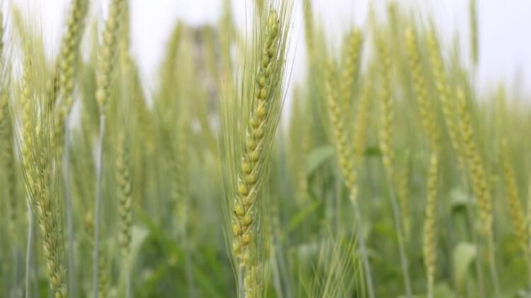 Uzmanlardan buğday krizi uyarısı: Kuraklık 'Türkiye'nin tahıl ambarı'nı vurdu - Sayfa 3