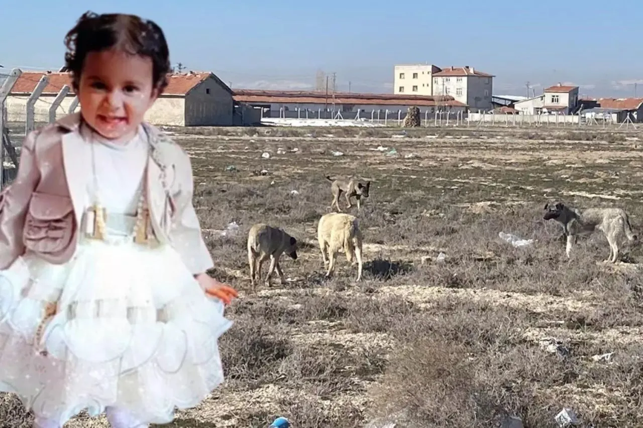 Rana'yı hayattan koparan köpekler kaçırıldı mı? Valilik ve belediyeden açıklama