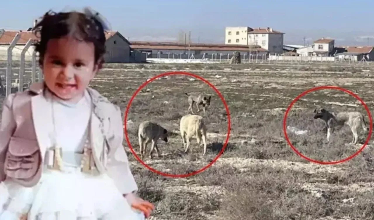 Rana'yı hayattan koparan köpekler kaçırıldı mı? Valilik ve belediyeden açıklama