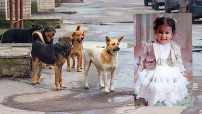 Rana'yı hayattan koparan köpekler kaçırıldı mı? Valilik ve belediyeden açıklama - Sayfa 7