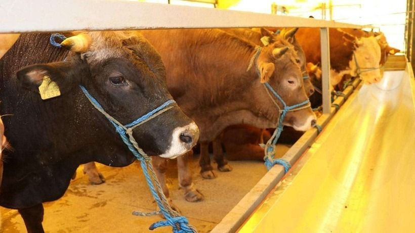 Kurban bayramı tatili uzayacak mı, bayram tatili kaç gün? Beklenen açıklama geldi - Sayfa 7