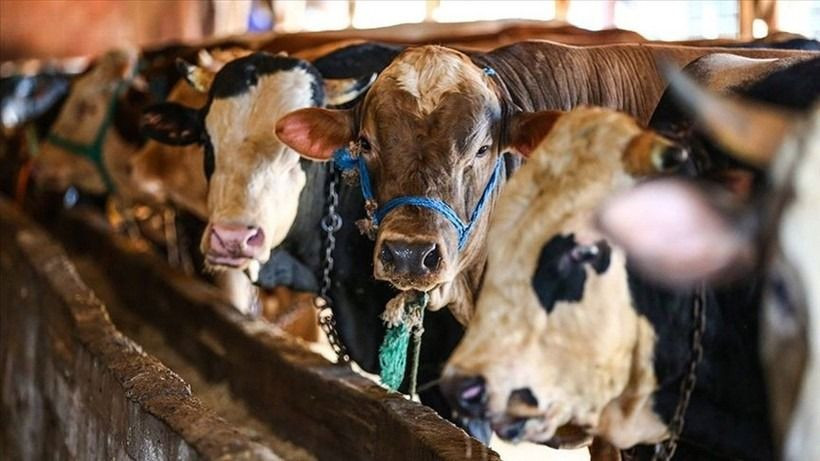 2025 Kurbanlık fiyatları belli oldu! Büyükbaş pahalı... Migros ve CarrefourSa fiyatları da var - Sayfa 4