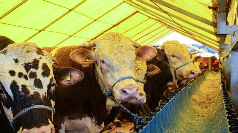 2025 Kurbanlık fiyatları belli oldu! Büyükbaş pahalı... Migros ve CarrefourSa fiyatları da var - Sayfa 7