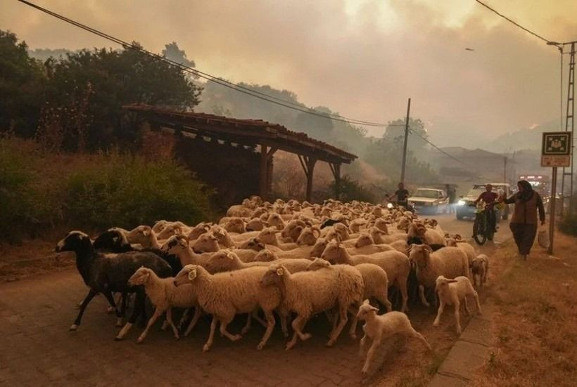 Ödemiş'te kahreden fotoğraflar: Alevlerden böyle kaçtılar - Sayfa 1