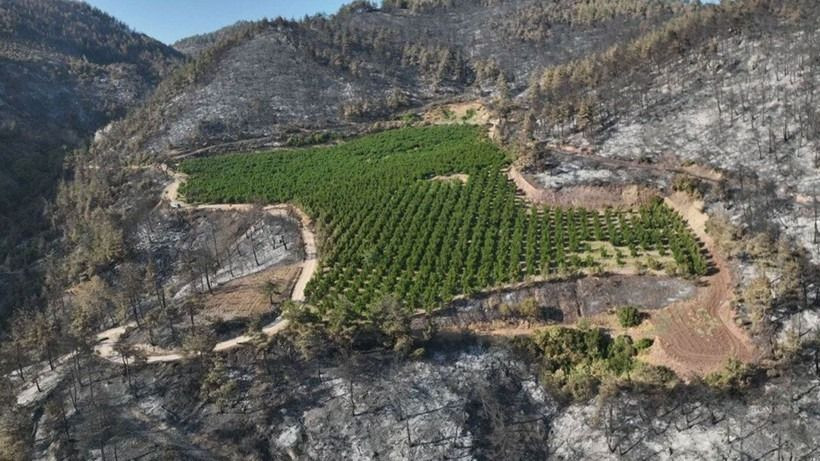 Bursa'da şaşırtan görüntü: Sadece o alan yanmadı - Sayfa 3