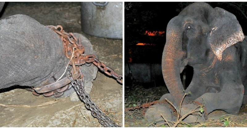 Yıllarca Bileklerinde Zincirlerle Yaşayan Fil Kurtarılınca Bakın Ne Yaptı - Sayfa 1