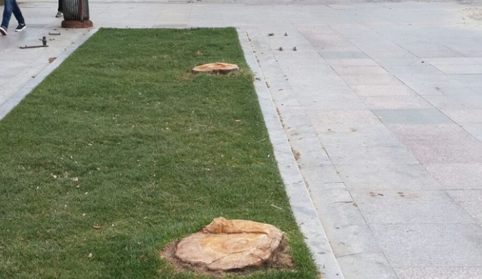 Tuncay Özkan: Gezi Parkı'nda ağaç katliamı...